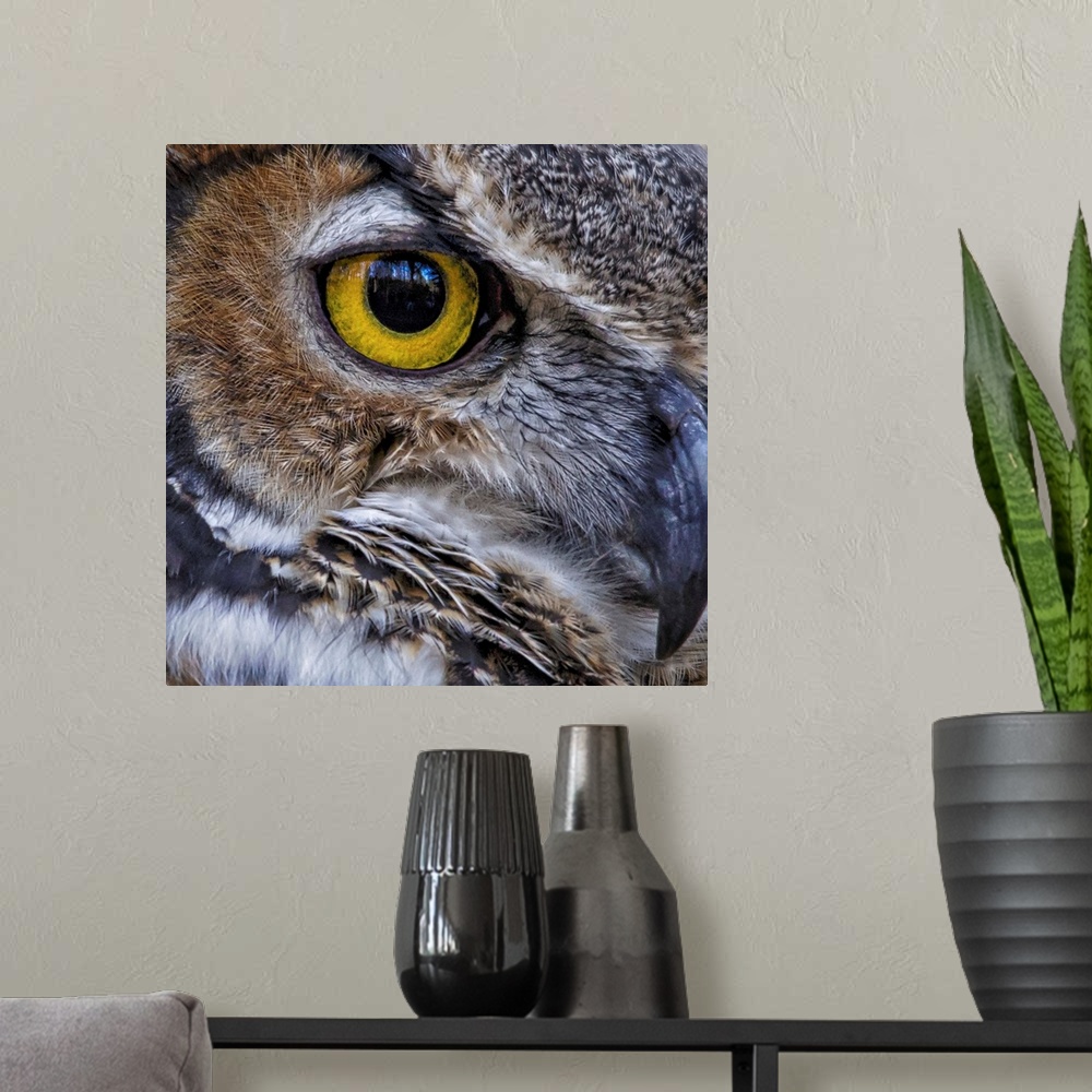 A modern room featuring Close up of a Great Horned Owl's eye.