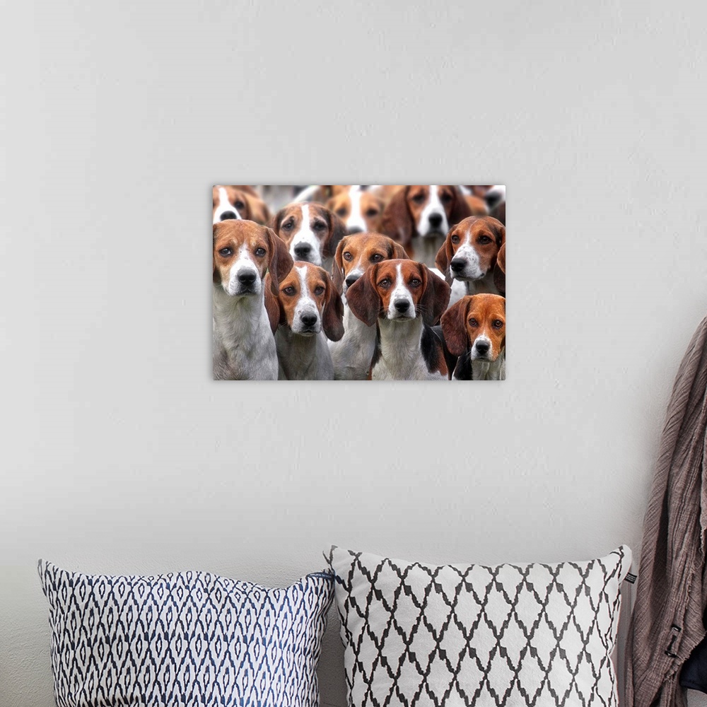 A bohemian room featuring Pack Of Hounds
