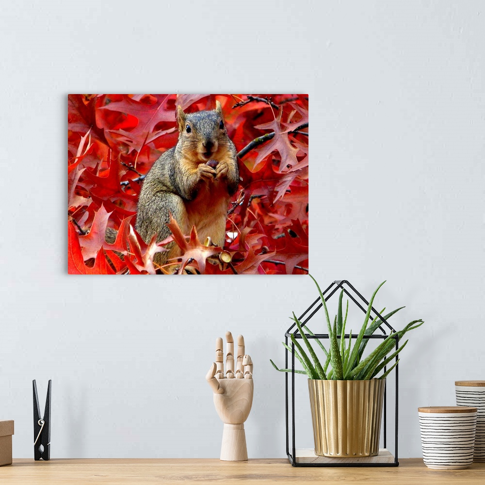 A bohemian room featuring A cute little squirrel eating among red leaves.