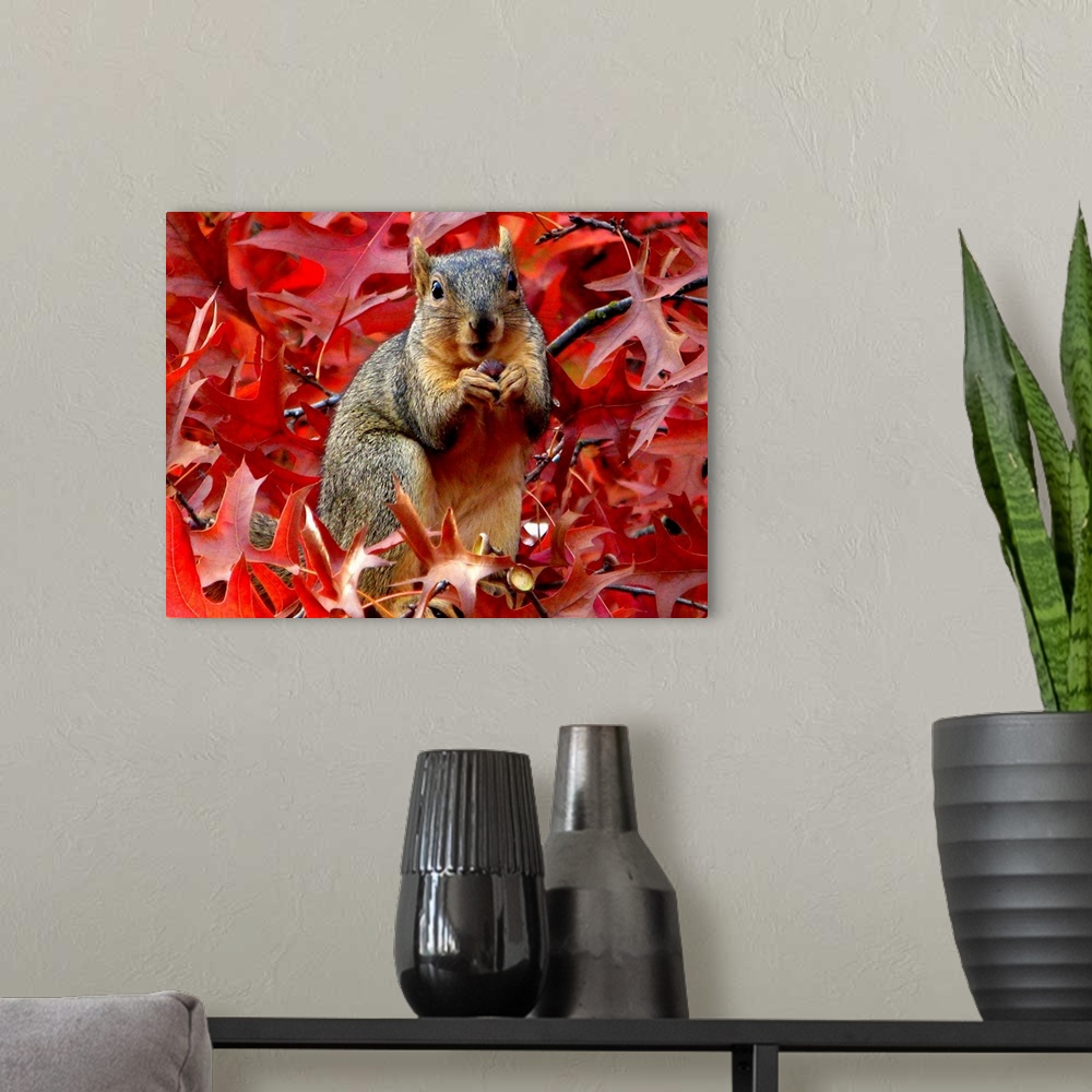 A modern room featuring A cute little squirrel eating among red leaves.