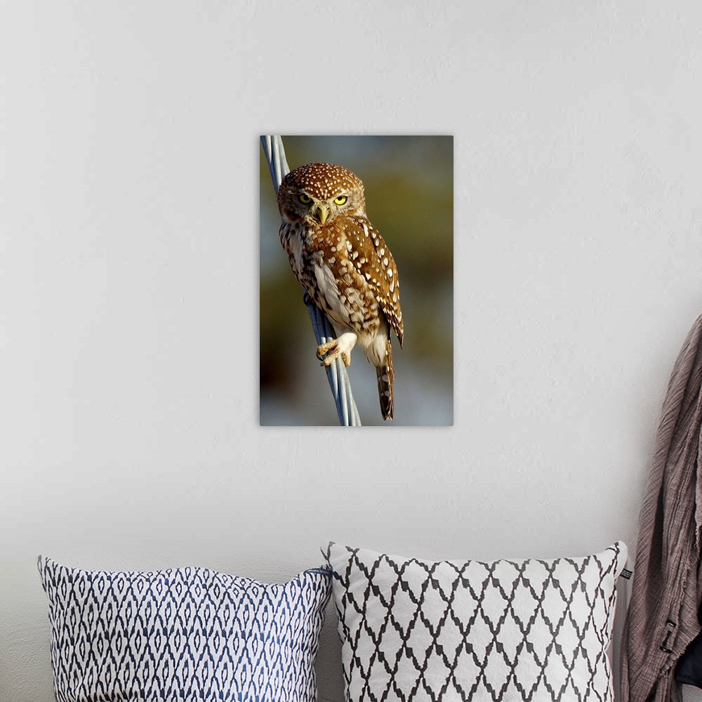 A bohemian room featuring Pearl Spotted Owl