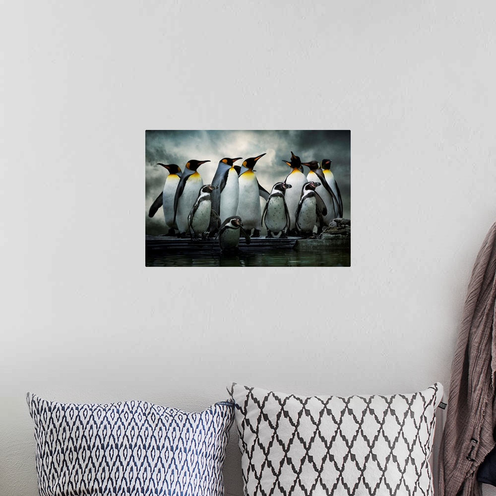 A bohemian room featuring King Penguins and African Penguins standing together under dark clouds.