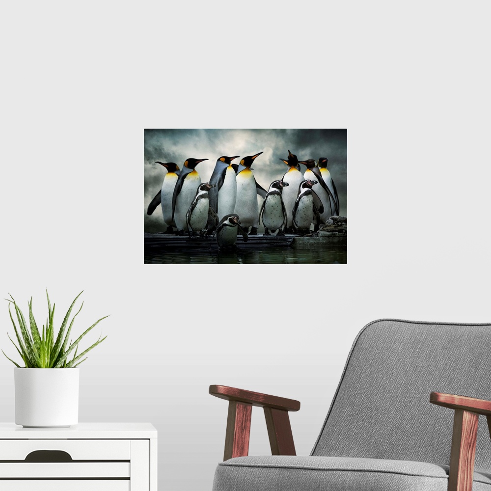 A modern room featuring King Penguins and African Penguins standing together under dark clouds.