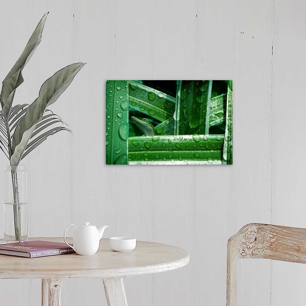 A farmhouse room featuring A little green lizard hiding among green leaves with water droplets.