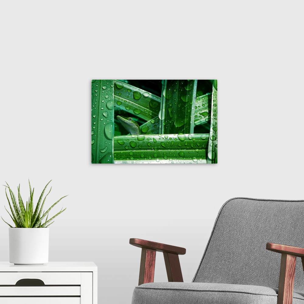 A modern room featuring A little green lizard hiding among green leaves with water droplets.