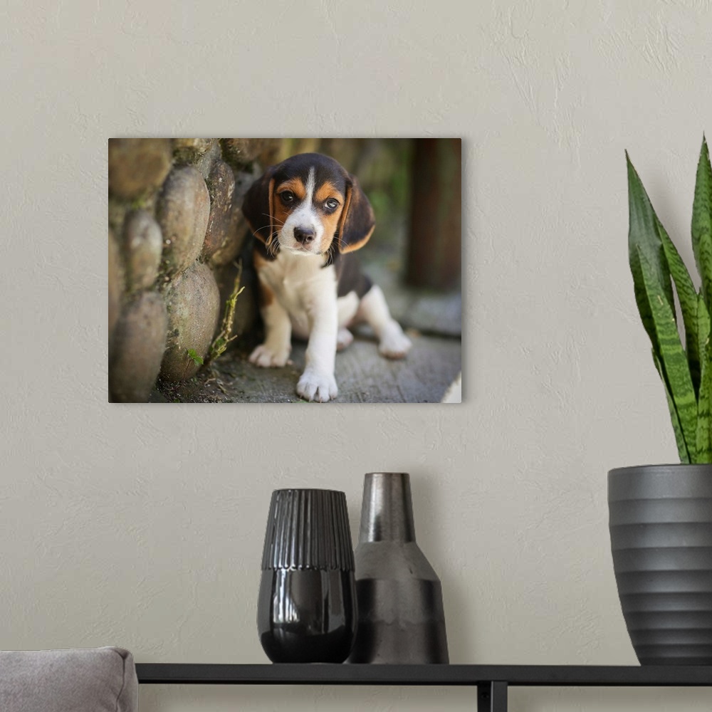 A modern room featuring Cute Beagle puppy next to a stone wall.