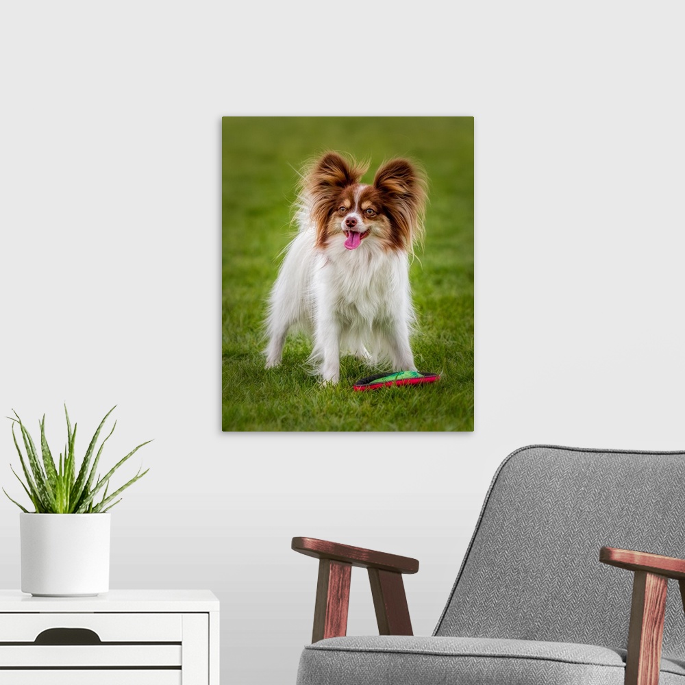 A modern room featuring Papillon with frisbee, ready to play.