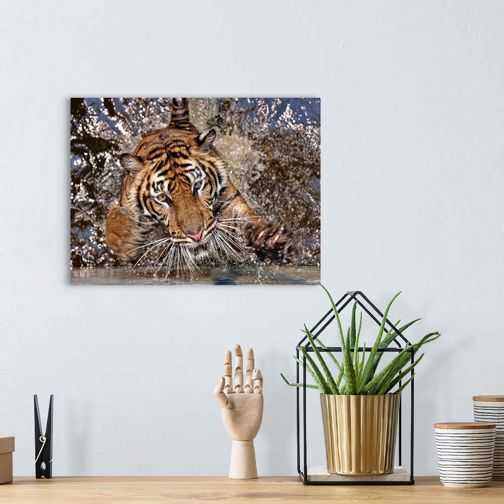 A bohemian room featuring A tiger splashing in water.