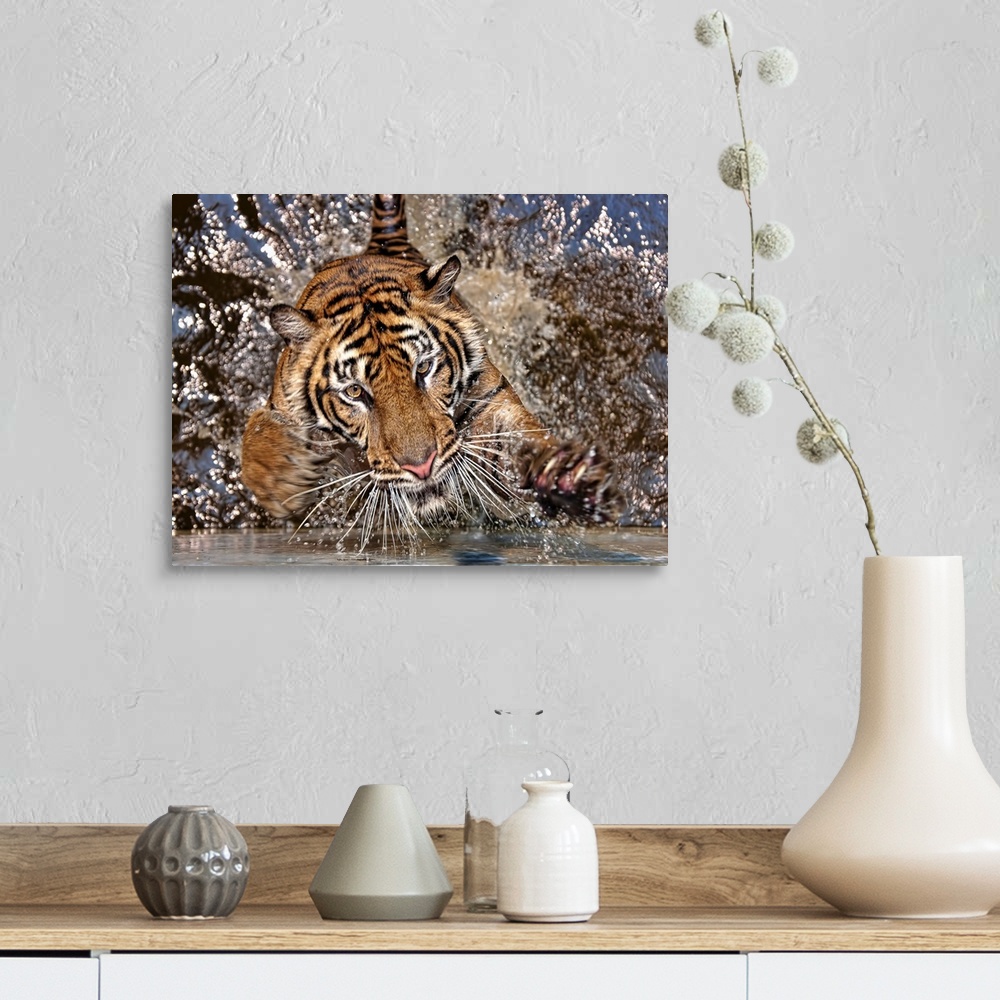 A farmhouse room featuring A tiger splashing in water.
