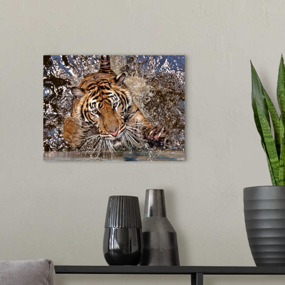 A modern room featuring A tiger splashing in water.