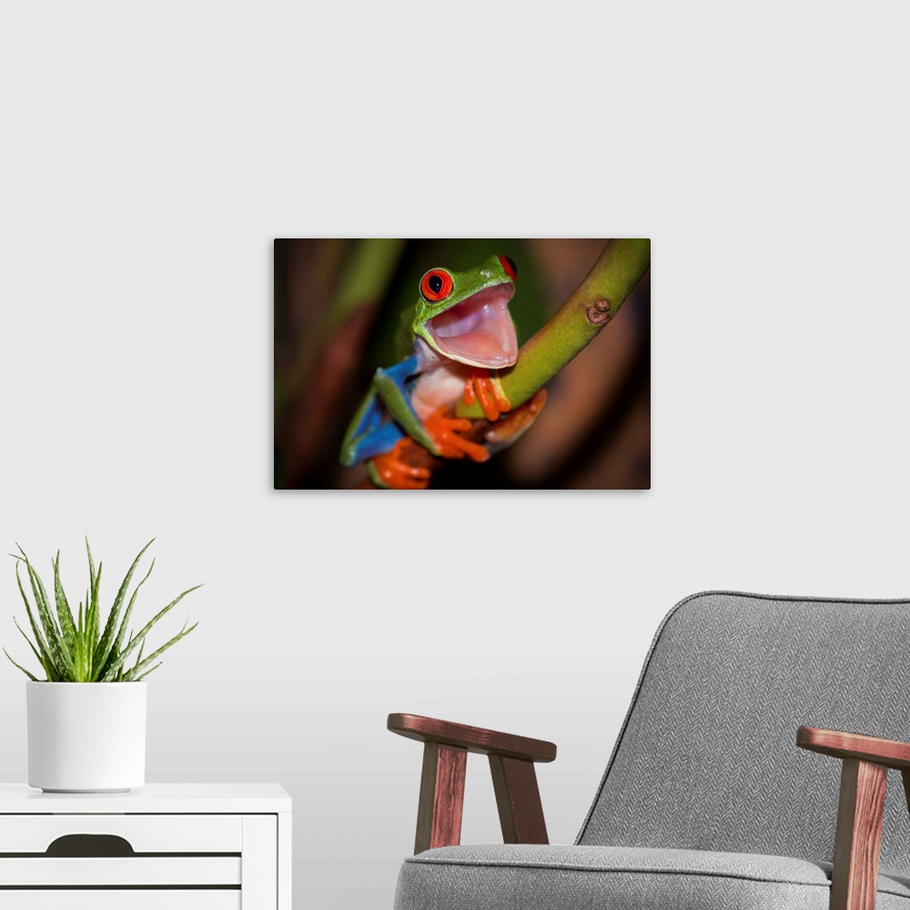 A modern room featuring A red-eyed tree frog with its mouth wide open, as if in surprise.