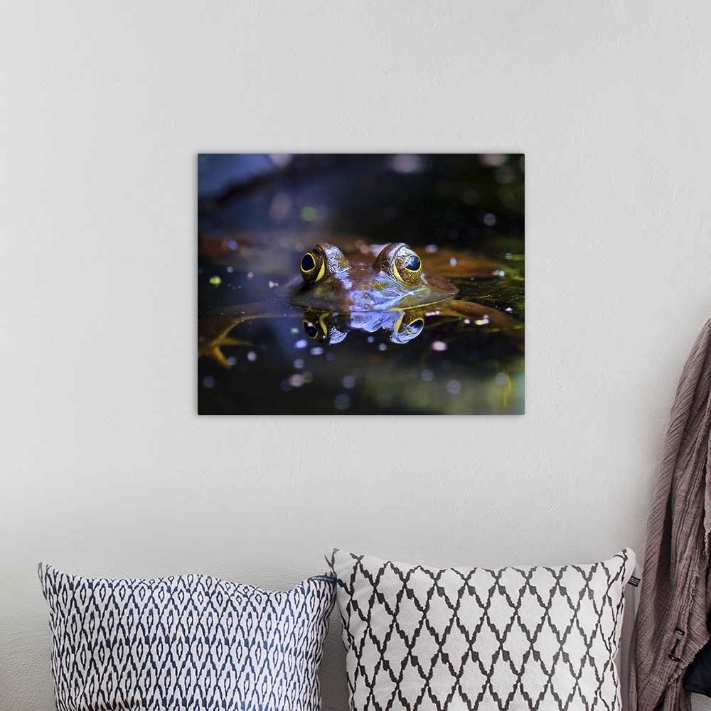 A bohemian room featuring Eyes of a small frog sticking out of the water.