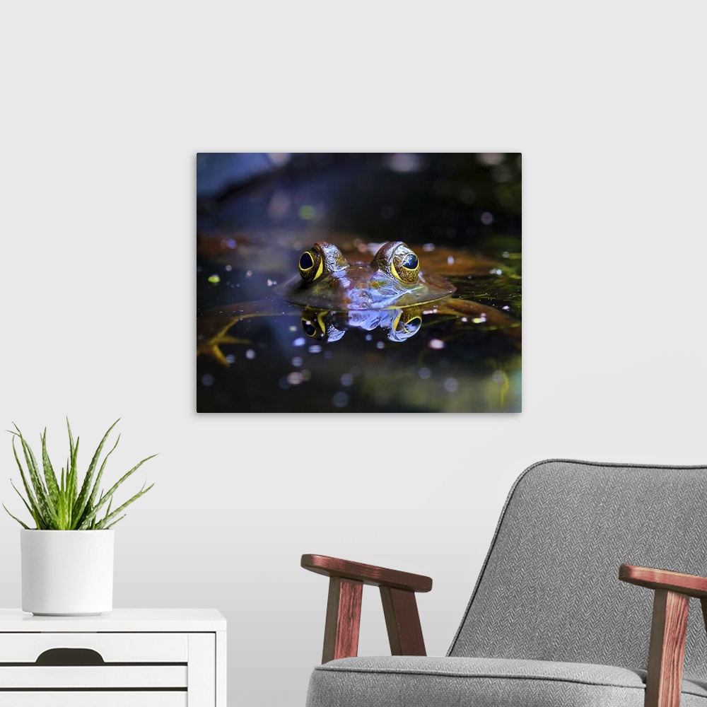 A modern room featuring Eyes of a small frog sticking out of the water.