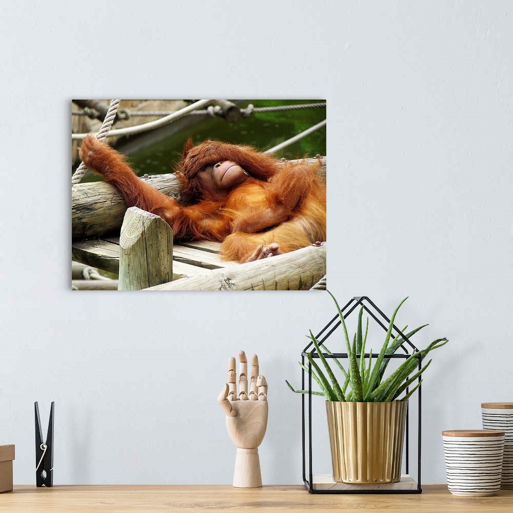 A bohemian room featuring Sumatran orangutan at Lisbon Zoo, lounging on a wooden structure.