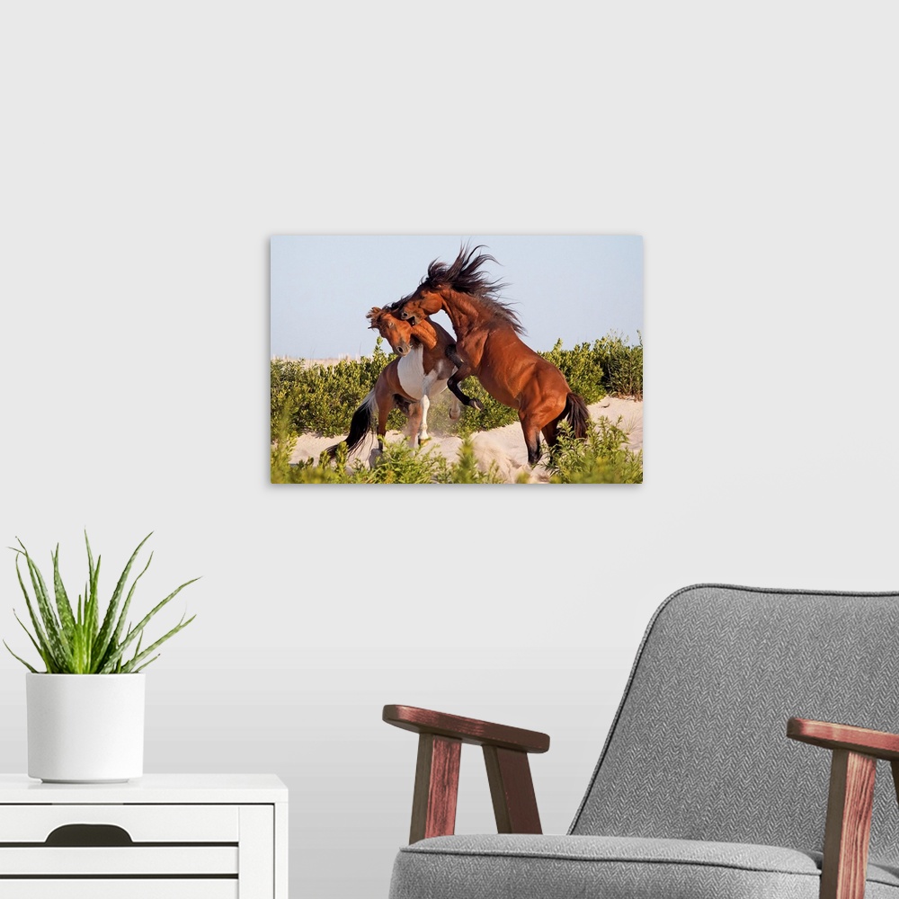 A modern room featuring Assateague Island Ponies fighting for dominance, Maryland.