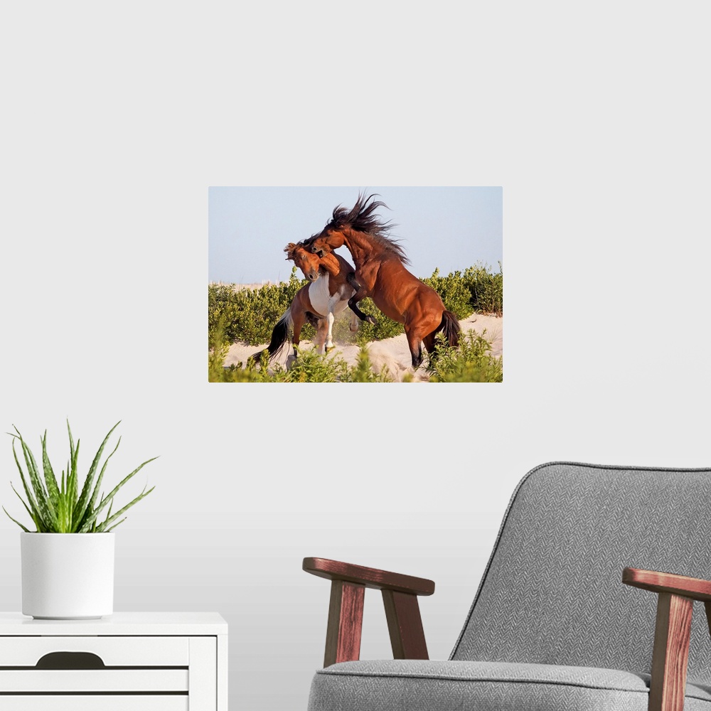A modern room featuring Assateague Island Ponies fighting for dominance, Maryland.