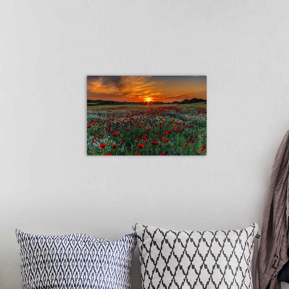 A bohemian room featuring Meadow with poppies at sunset in Kos island, Greece.