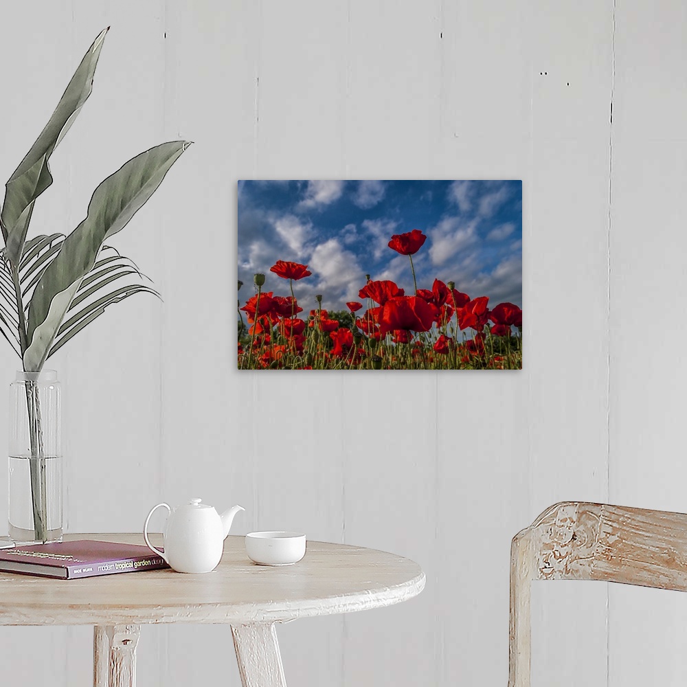 A farmhouse room featuring Poppies Reach for the Sky