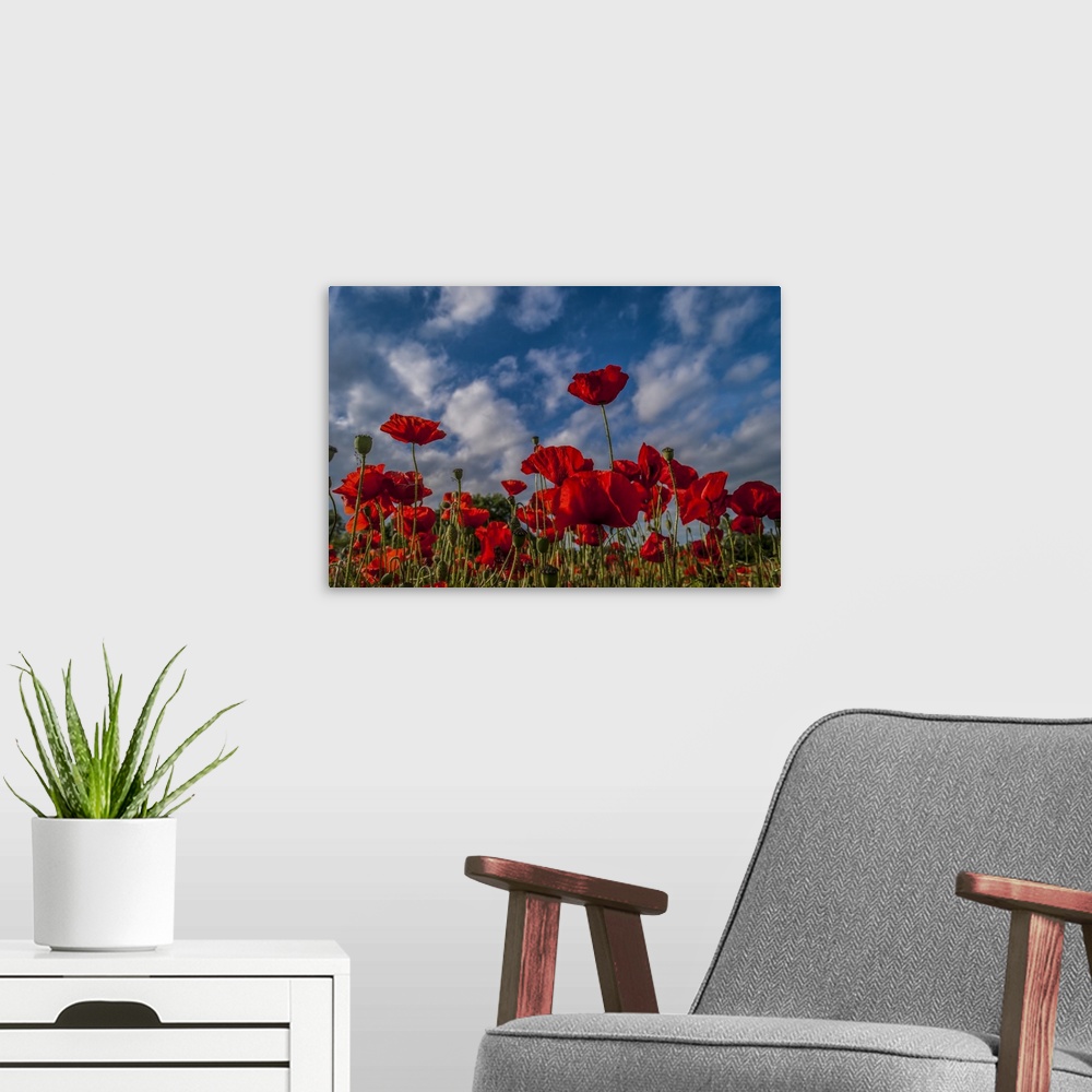 A modern room featuring Poppies Reach for the Sky