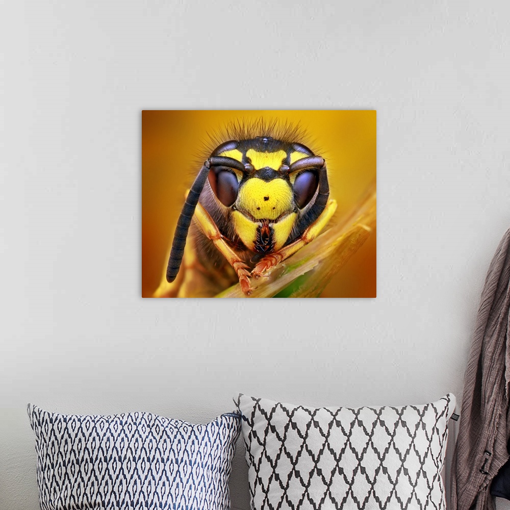 A bohemian room featuring Macro photo of the head of a wasp, missing one antenna.