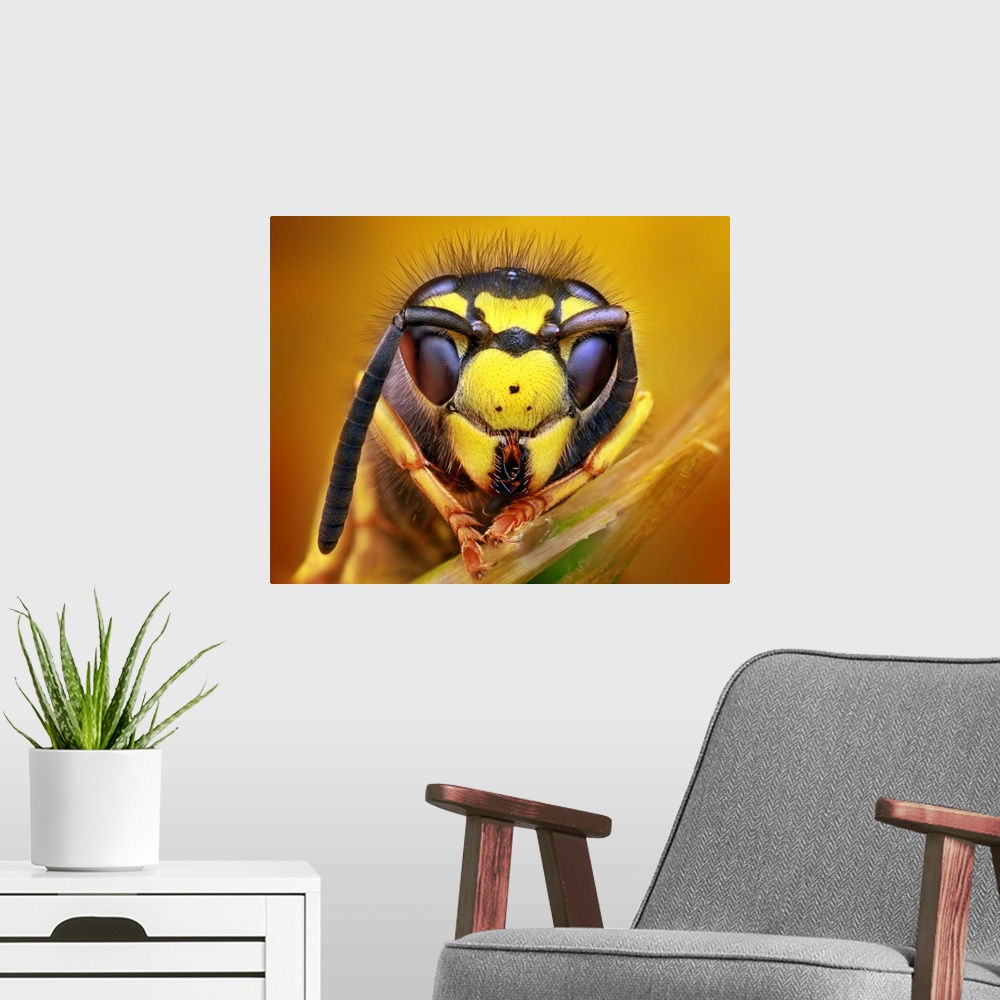 A modern room featuring Macro photo of the head of a wasp, missing one antenna.