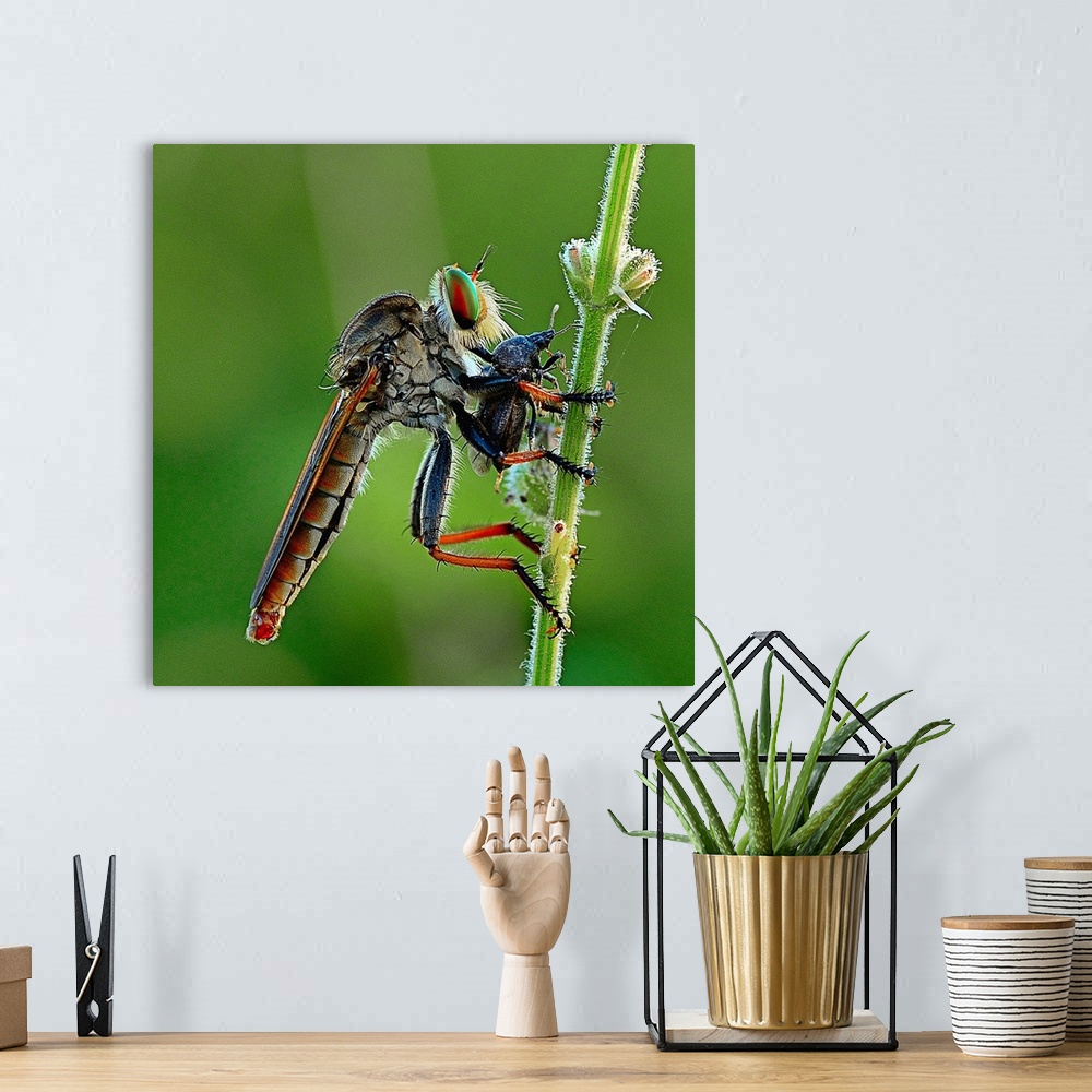 A bohemian room featuring A dragonfly eating a smaller insect it has caught.