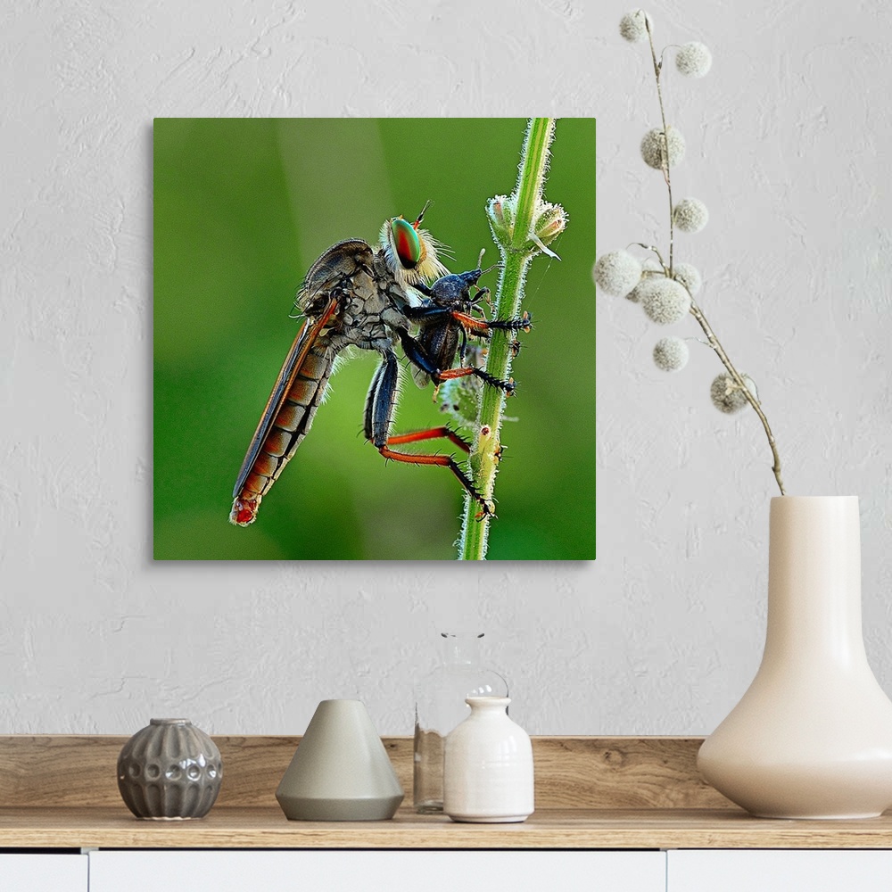 A farmhouse room featuring A dragonfly eating a smaller insect it has caught.