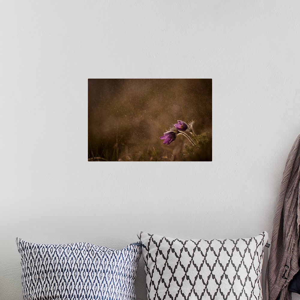 A bohemian room featuring Photograph of two light purple flowers sitting together in a misty field.