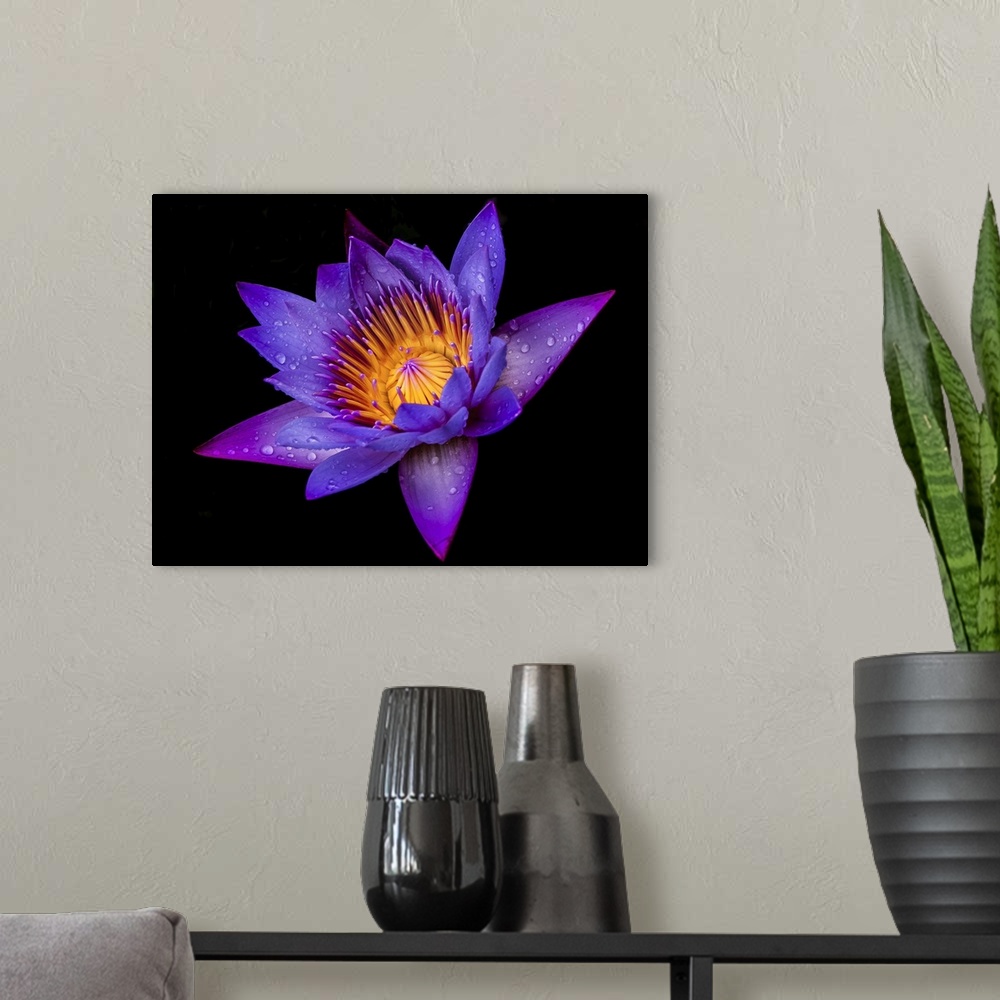 A modern room featuring Purple Lotus