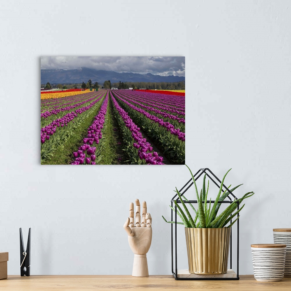 A bohemian room featuring Rows of tulips in a field, Skagit Valley, Washington.