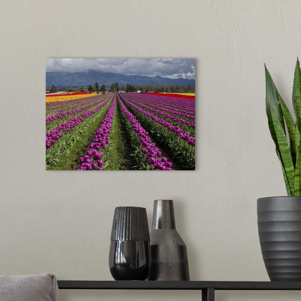 A modern room featuring Rows of tulips in a field, Skagit Valley, Washington.