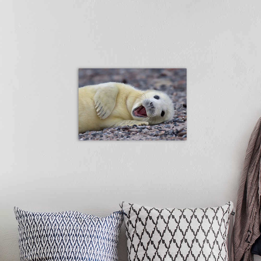 A bohemian room featuring Cute baby seal with white fur lounging on the beach.