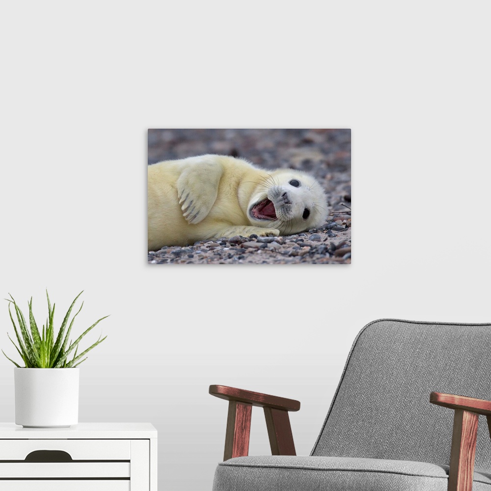 A modern room featuring Cute baby seal with white fur lounging on the beach.