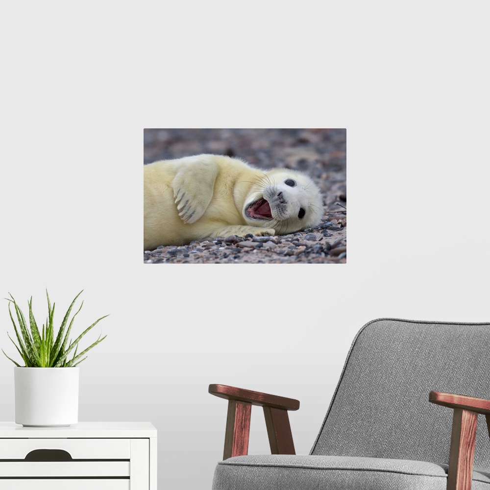 A modern room featuring Cute baby seal with white fur lounging on the beach.