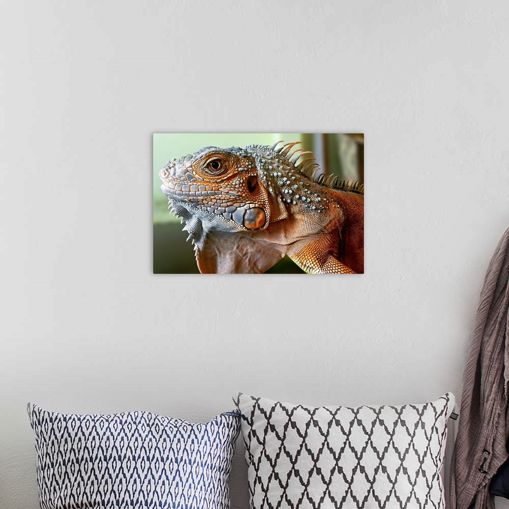 A bohemian room featuring Portrait of a large red iguana with scaly skin.