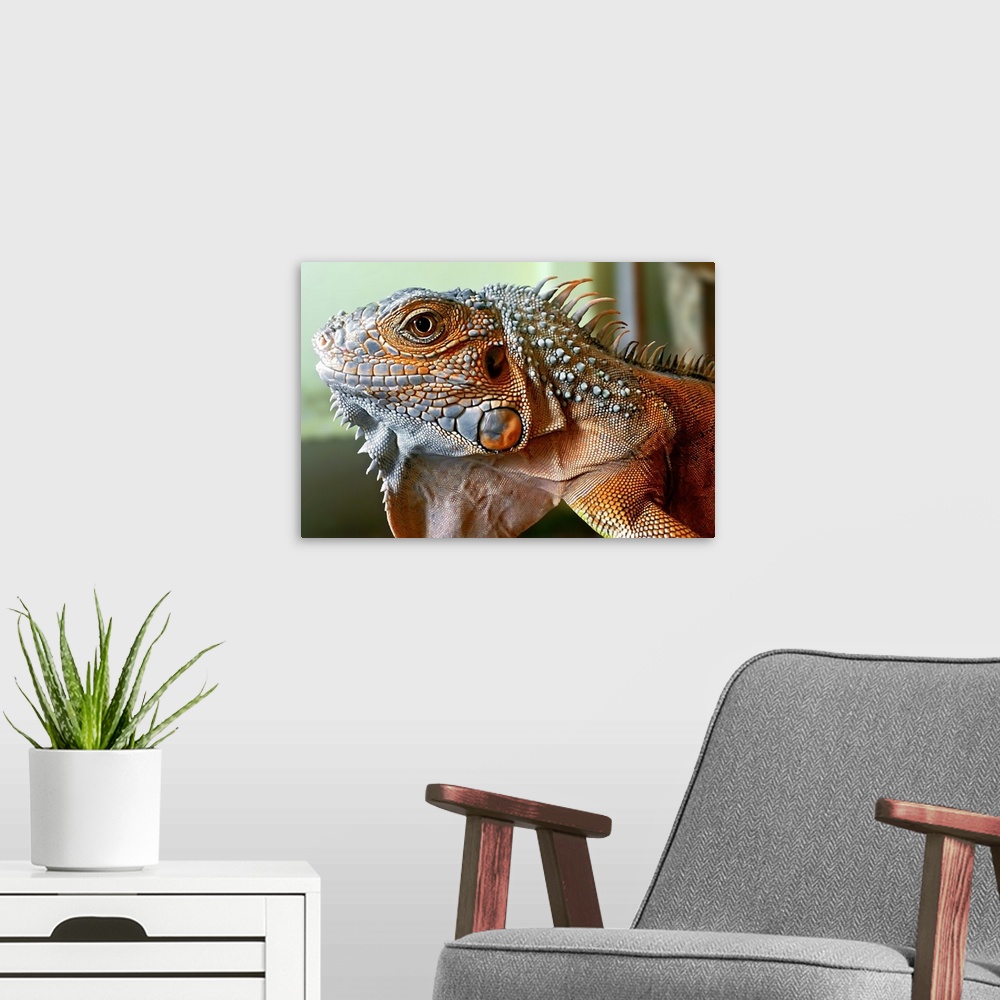 A modern room featuring Portrait of a large red iguana with scaly skin.