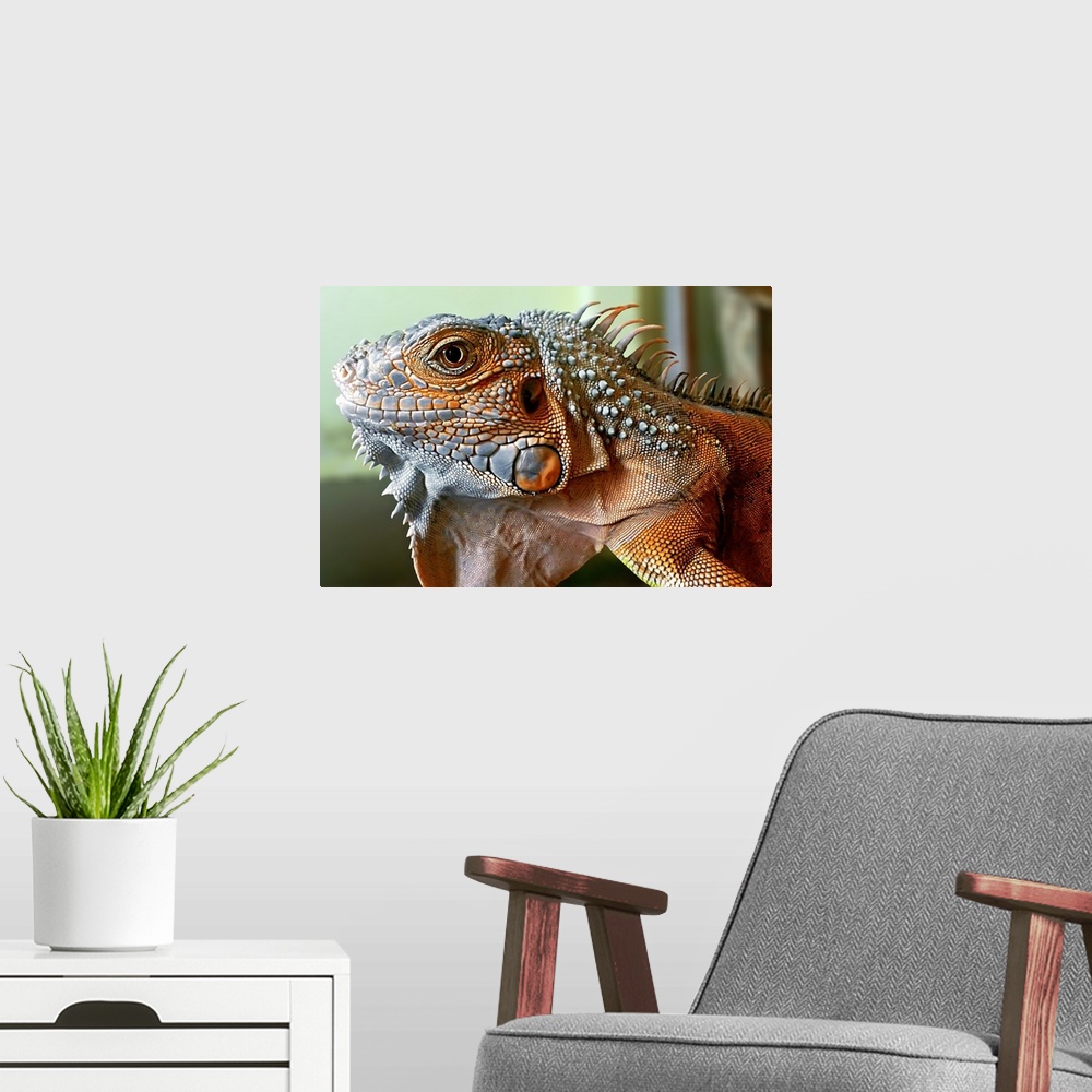 A modern room featuring Portrait of a large red iguana with scaly skin.