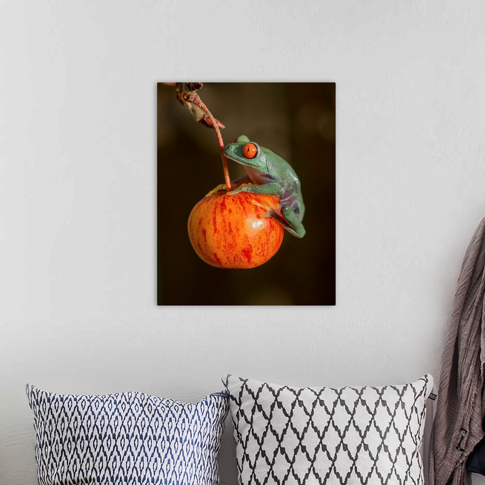 A bohemian room featuring A red-eyed tree frog sitting on a red fruit.