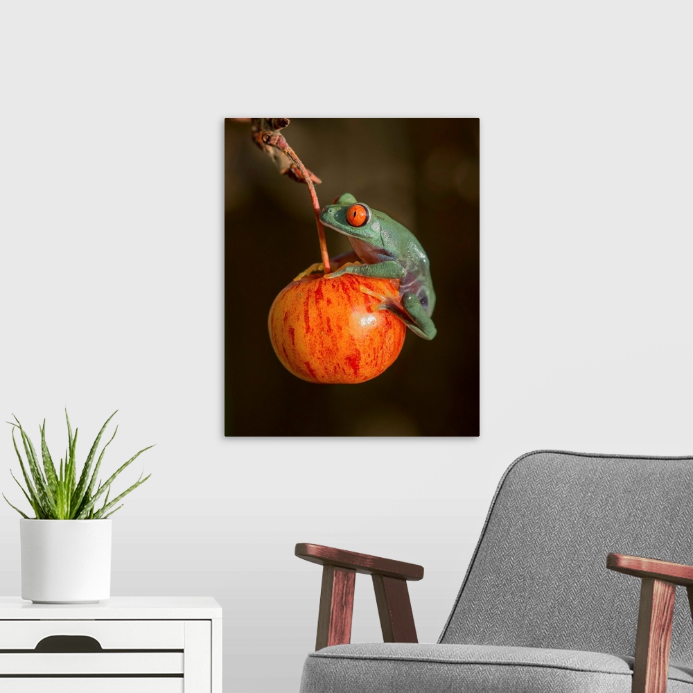 A modern room featuring A red-eyed tree frog sitting on a red fruit.