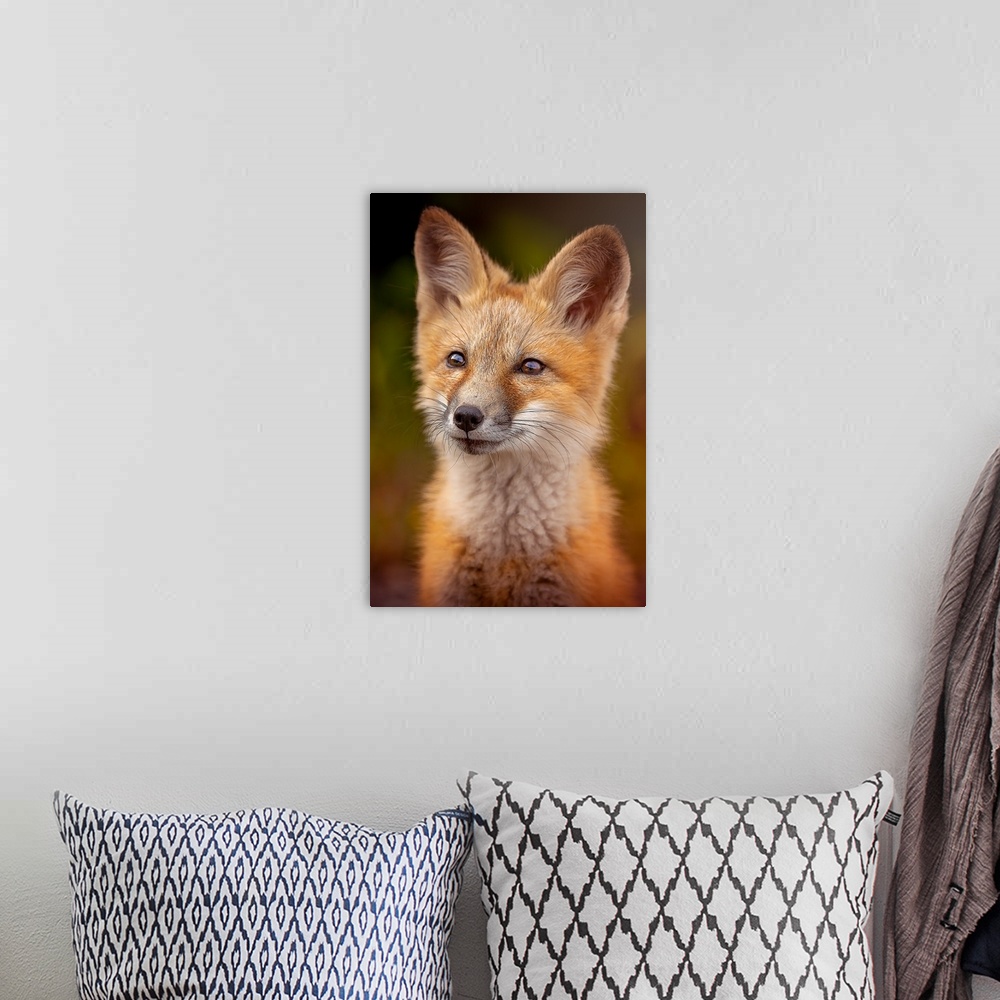 A bohemian room featuring Portrait of a cute young red fox.