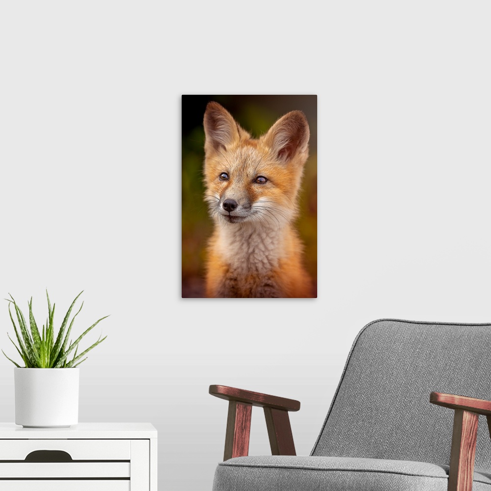 A modern room featuring Portrait of a cute young red fox.