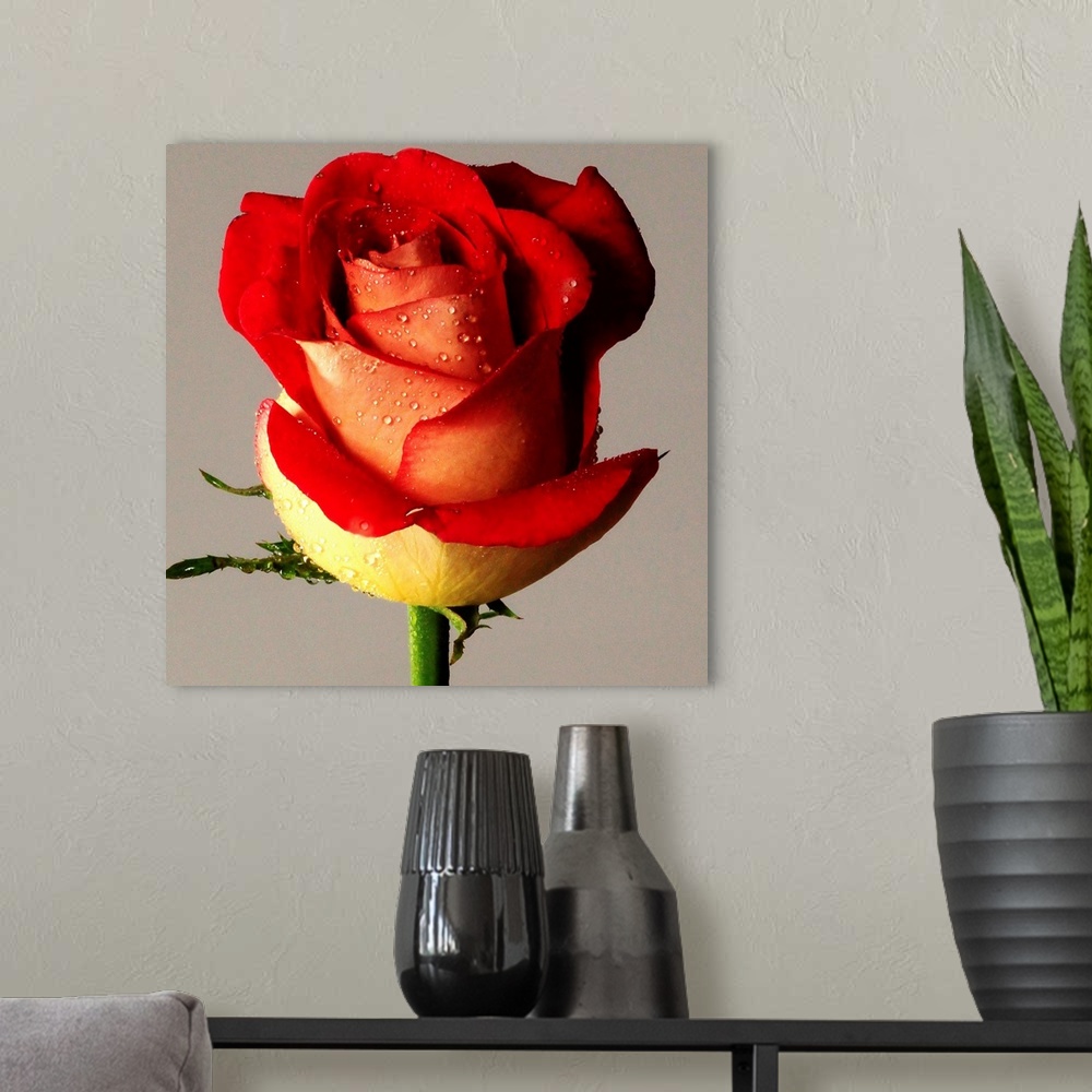 A modern room featuring Red rose bi-tone, with drops