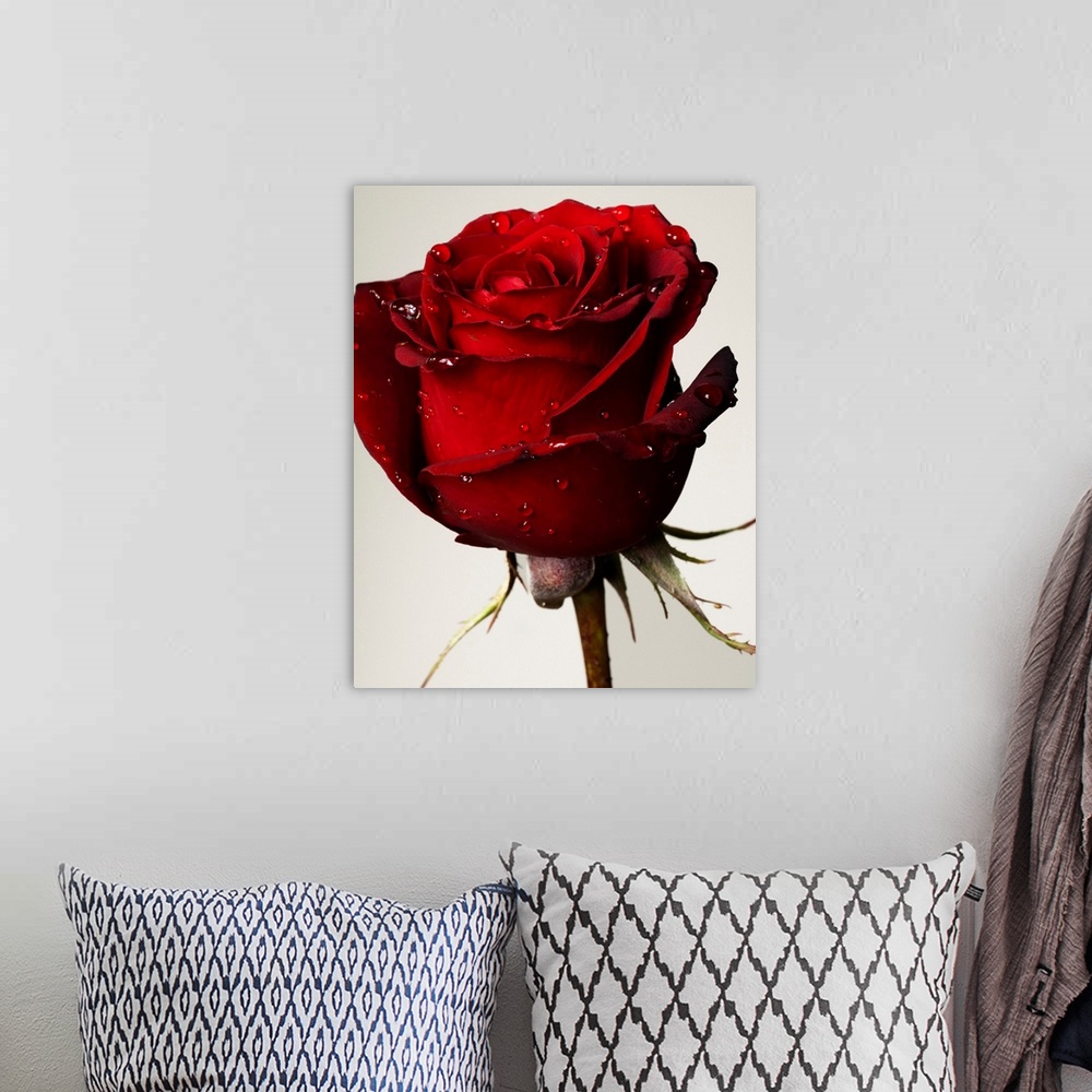 A bohemian room featuring Red Rose With Drops