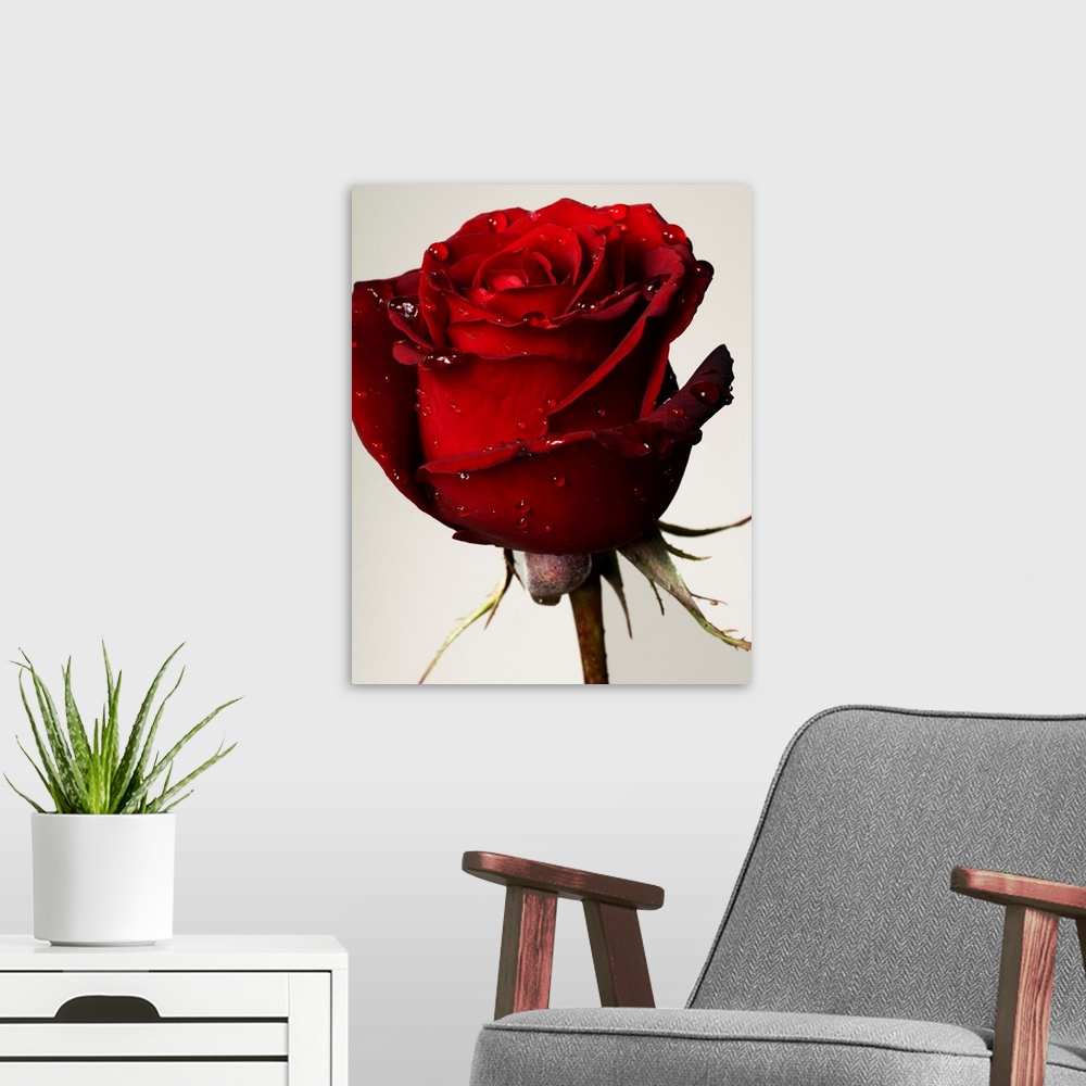 A modern room featuring Red Rose With Drops