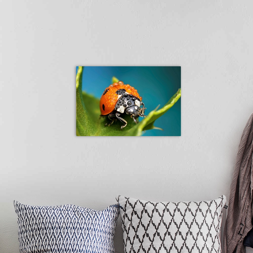 A bohemian room featuring Macro image of a ladybug with raindrops on its back.