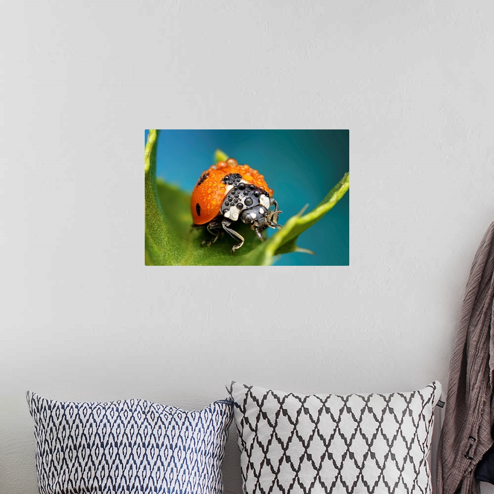 A bohemian room featuring Macro image of a ladybug with raindrops on its back.