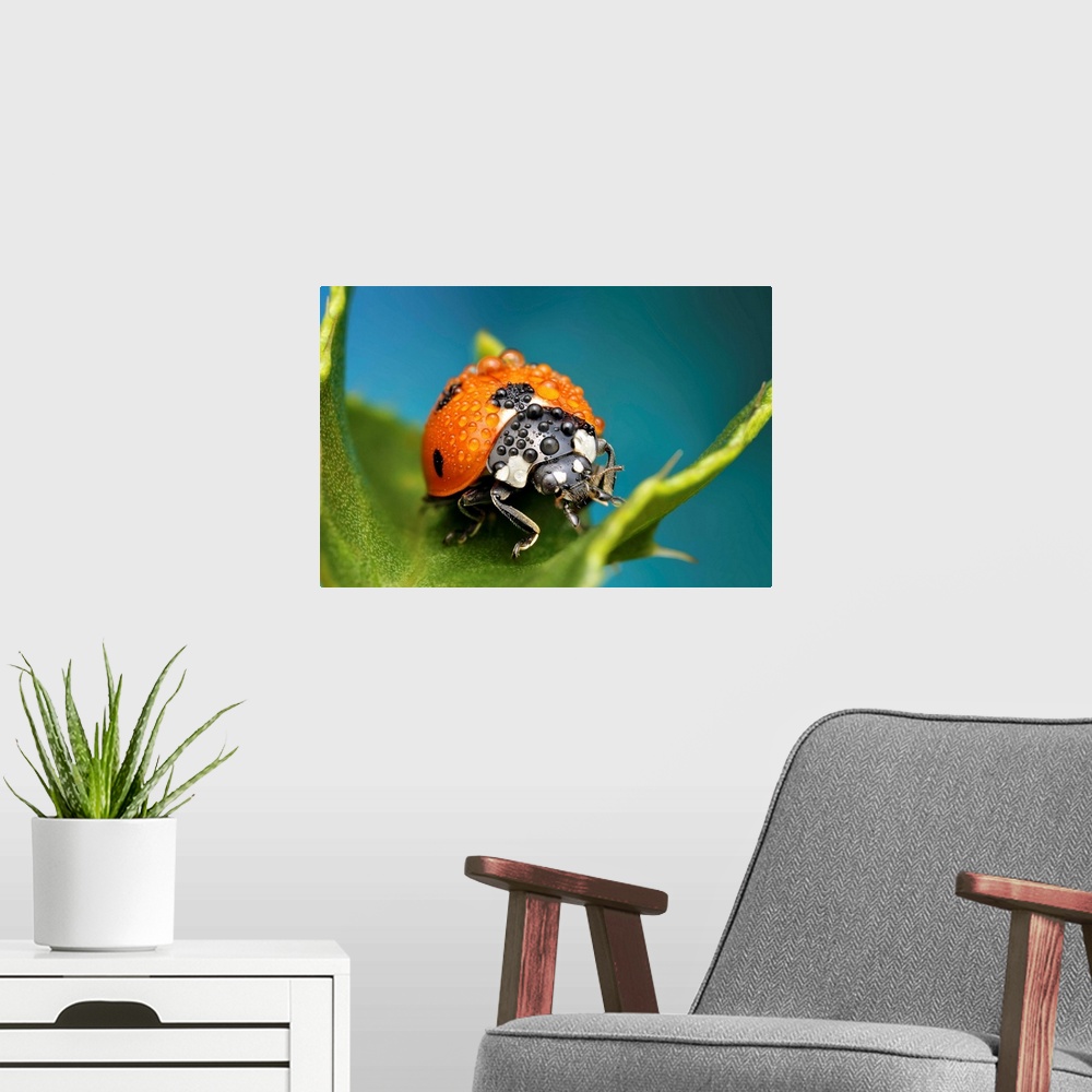 A modern room featuring Macro image of a ladybug with raindrops on its back.