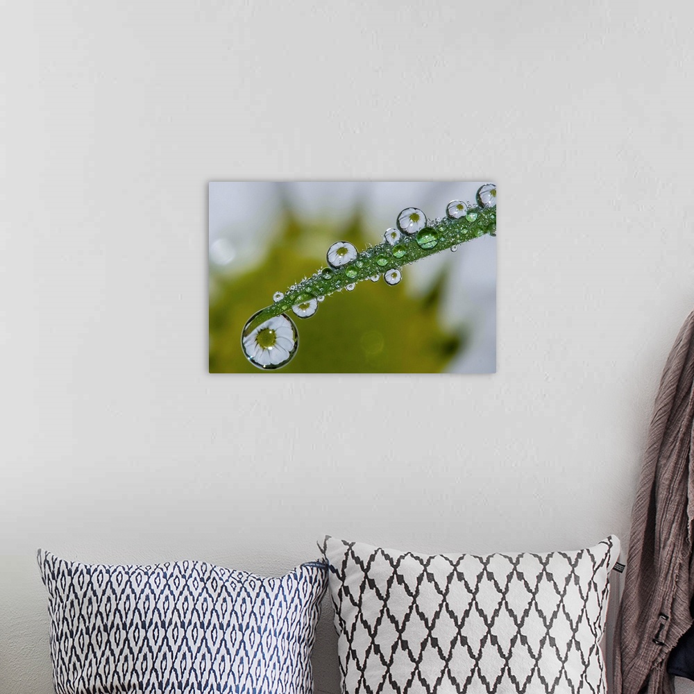 A bohemian room featuring A daisy reflected in the water droplets on a leaf.