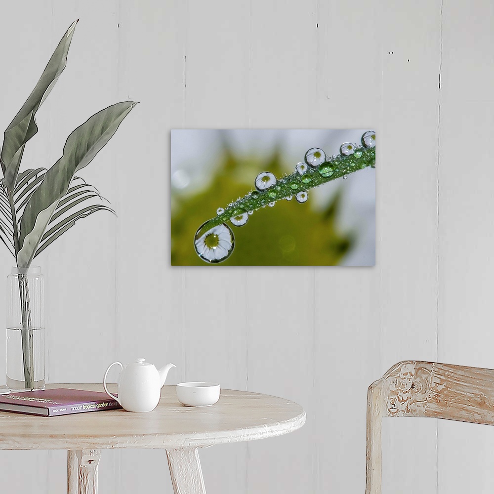 A farmhouse room featuring A daisy reflected in the water droplets on a leaf.