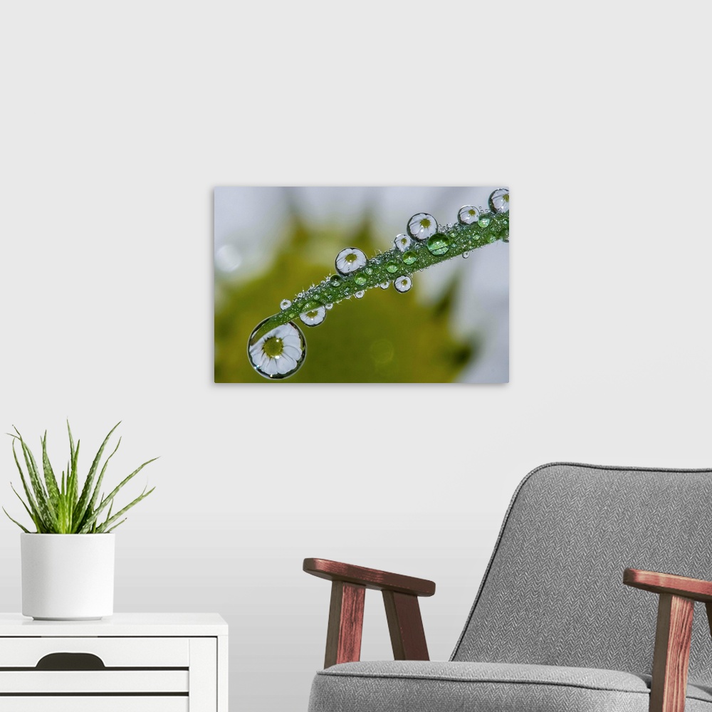 A modern room featuring A daisy reflected in the water droplets on a leaf.